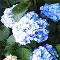 紫陽花